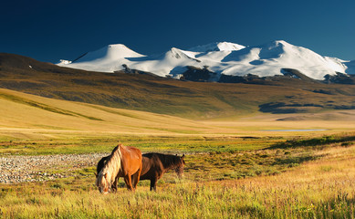 Landscape with grazing horses and snowy mountains