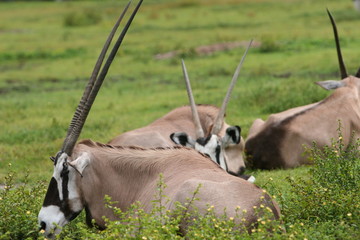 AFRICAN WETLANDS GEMSBOK