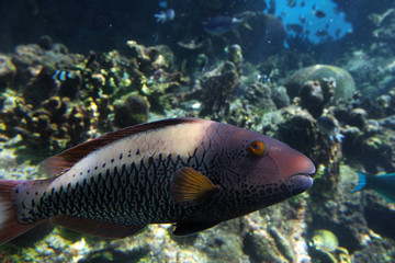 Wrasse