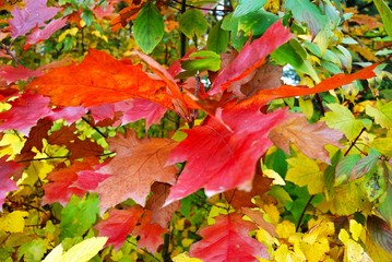 Autumn colors background