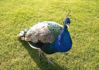 Birdworld - Peacock
