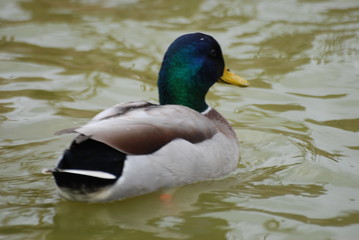 Fototapeta premium gibier d'eau