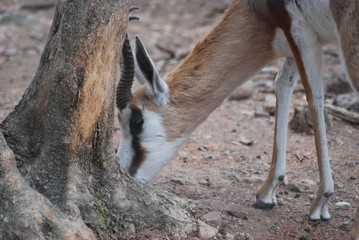 gazelle