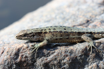 Lizard on granite rock