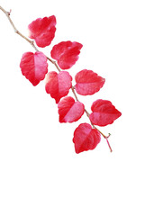 Herbst