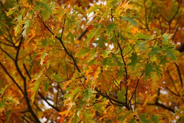 Eiche 17