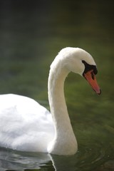 cygne du canal d' ANNECY