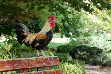 Coq sur un banc