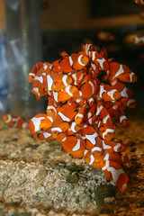 Clown Fish