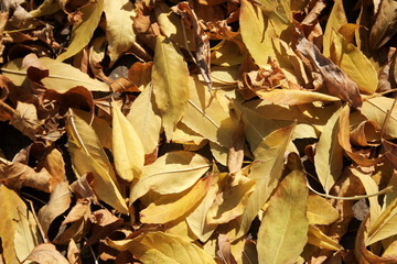 yellow leaves