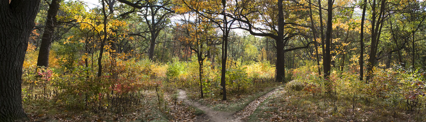 Fototapeta premium Golden Forest 4