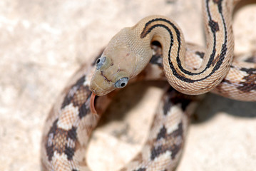 Trans Pecos Ratsnake