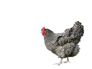 barred plymouth rock  chicken      - 4831607