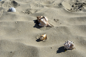 four shells on the beach