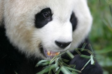 Obraz premium Giant Panda Bear