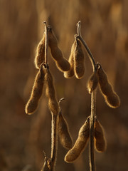 Dried Soybeans Backlit in Autumn Field, Pennsylvania, USA