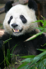 Obraz premium Giant Panda Bear