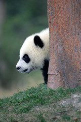 Fototapeta premium Giant Panda Bear
