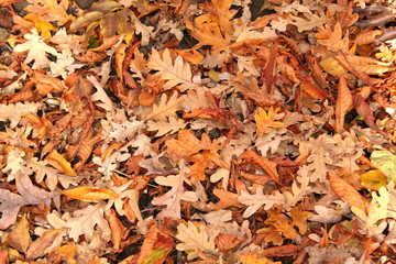 Fototapeta na wymiar autumn oak leafs
