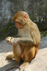 Fototapeta premium Monkey