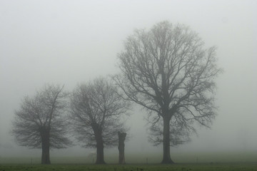 Fototapeta na wymiar Drzewa w mgle