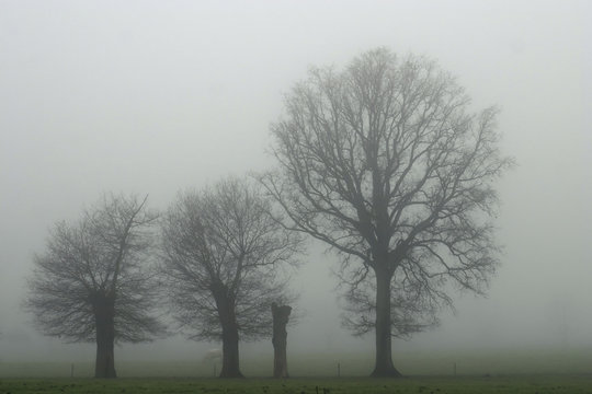 Arbres dans le brouillard