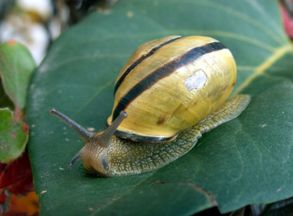 snail