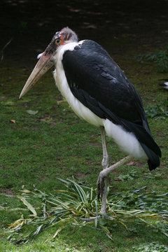 Marabu