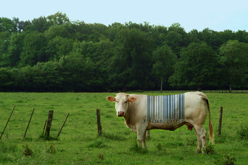 VACHE +CODE BARRE