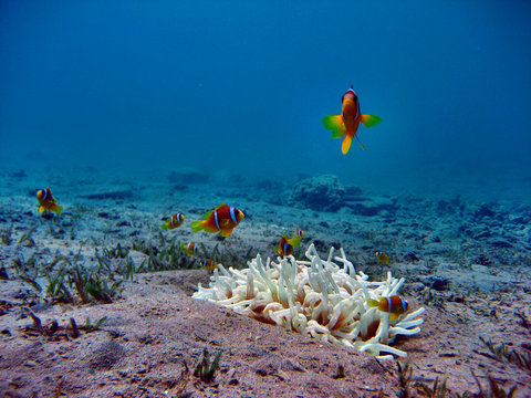 Clownfisch