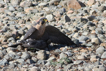 Peregrine Mantling