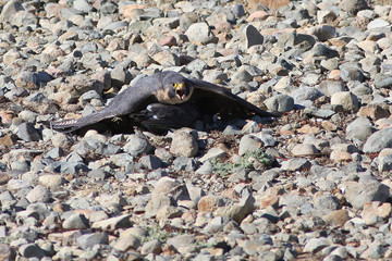 Peregrine Falcon Protecting his Dinner