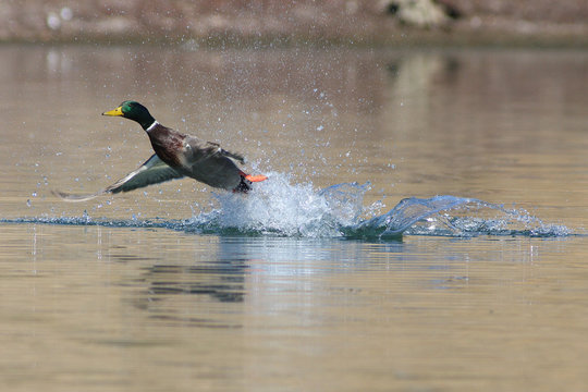 Flushing mallard