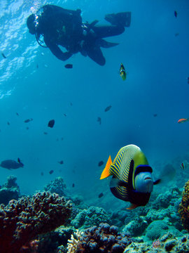 Kaiserfisch mit Taucher