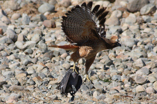 Red Tail with Dinner