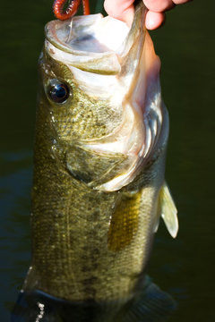 Largemouth bass fishing