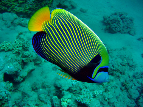 Kaiserfisch