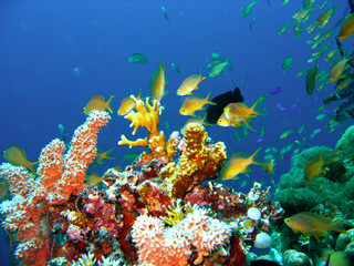 Naklejka na ściany i meble Rafa koralowa ryb