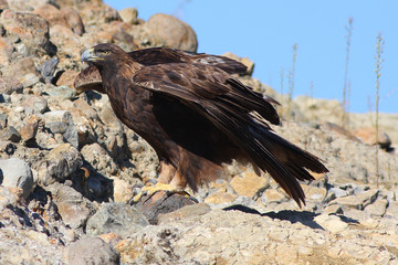 Perching Golden Eagle