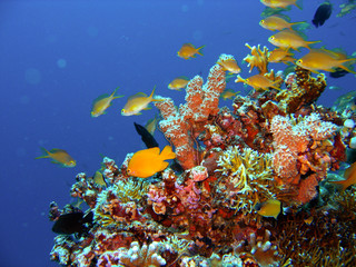 Naklejka na ściany i meble Ryb raf koralowych