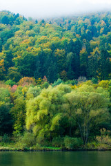 forest on the mosel