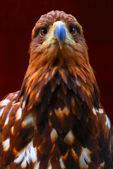 eagle