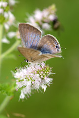 papillon