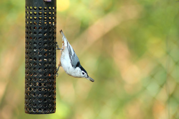 Naklejka premium White-breasted Nuthatch