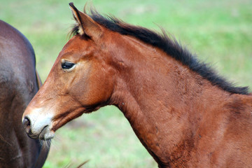 Brown Colt horse