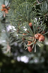 pine branch