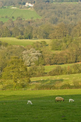 Fototapeta premium cotswolds landscape