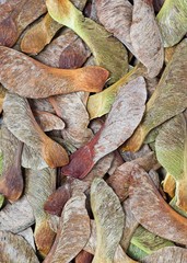 Sycamore Seed Background