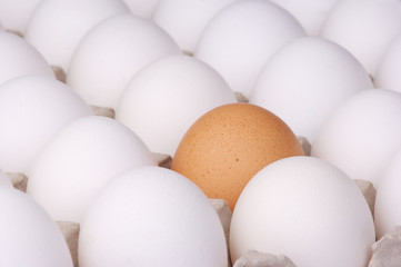 brown egg among white eggs