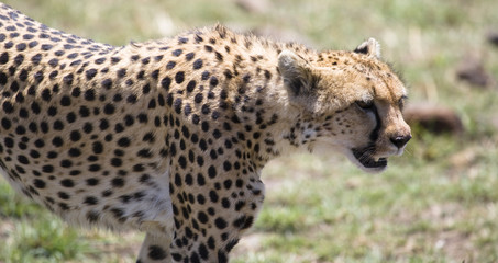 Cheetah